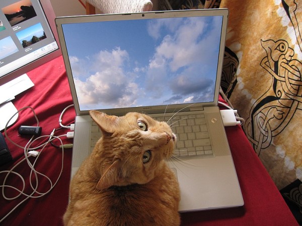 Cat laying on computer