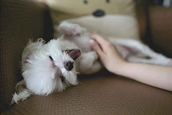 Dog getting a belly rub