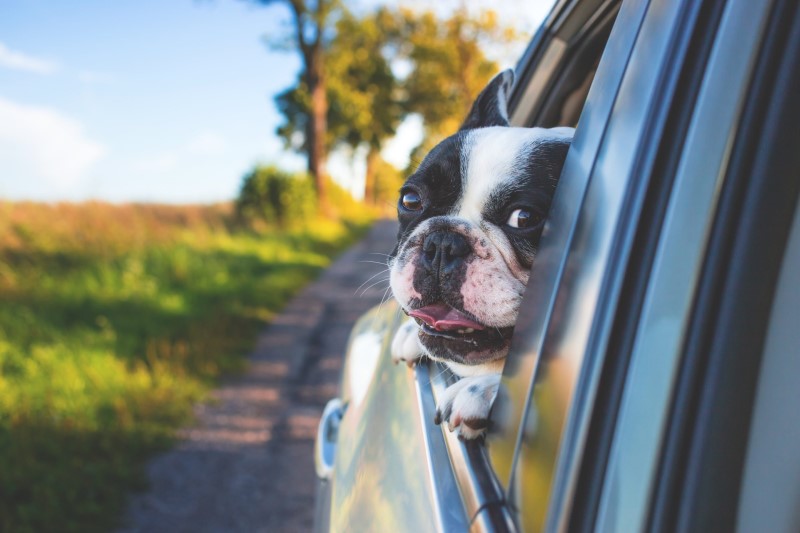 Dog sticking head out car window