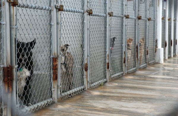 Dogs in shelter kennels