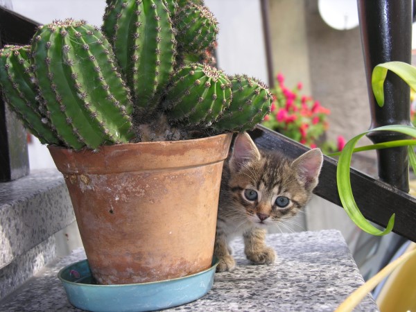 Kitten behind cactus