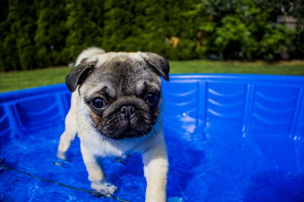 Puppy walking in swimming pool