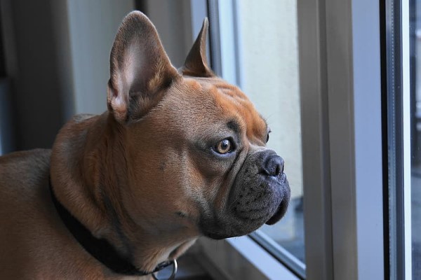 Short haired dog looking out window
